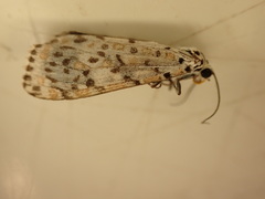 Utetheisa pulchelloides