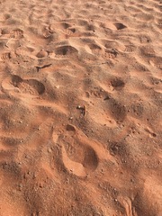 Meroles cuneirostris