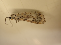 Utetheisa pulchelloides