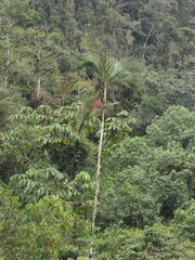 Prestoea