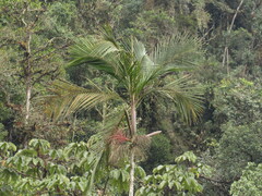 Prestoea
