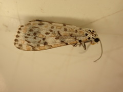 Utetheisa pulchelloides