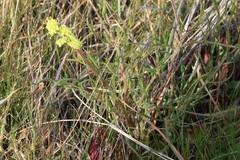 Lomatium caruifolium