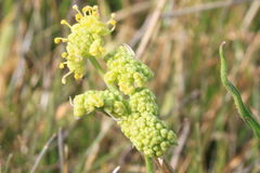 Lomatium caruifolium