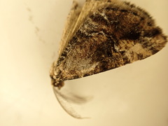 Pseudocoremia productata