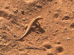 Meroles cuneirostris