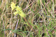 Lomatium caruifolium