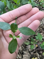 Dicliptera sexangularis
