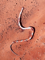 Oxyrhopus guibei