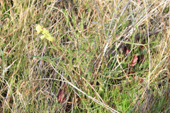 Lomatium caruifolium