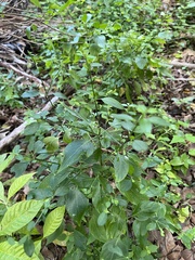 Dicliptera sexangularis