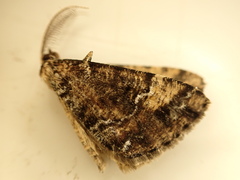 Pseudocoremia productata