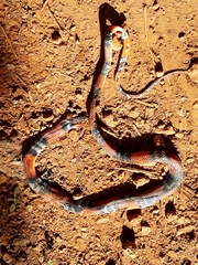 Oxyrhopus guibei