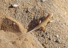 Meroles cuneirostris