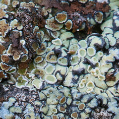 Rhizoplaca chrysoleuca