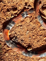 Oxyrhopus guibei