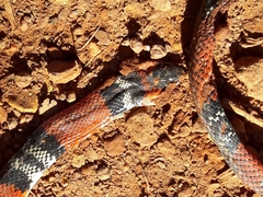 Oxyrhopus guibei