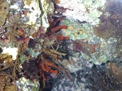 Telmatactis cricoides