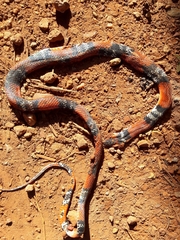 Oxyrhopus guibei