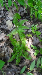 Adiantum patens