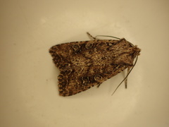 Ichneutica morosa