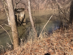 Chasmanthium latifolium