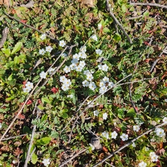 Plagiobothrys collinus