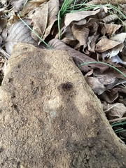Trochosa terricola