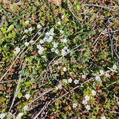 Plagiobothrys collinus