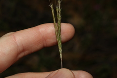 Bothriochloa decipiens