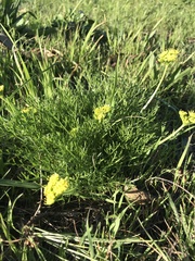 Lomatium