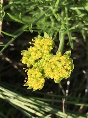 Lomatium