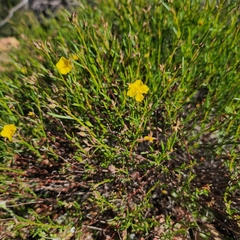 Crocanthemum aldersonii