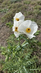 Argemone albiflora