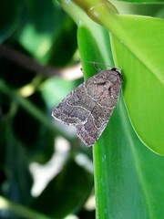 Elaphria hyposcota