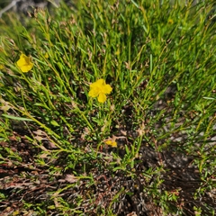 Crocanthemum aldersonii
