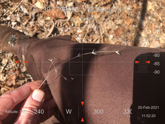 Chasmanthium latifolium