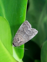 Elaphria hyposcota