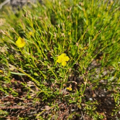 Crocanthemum aldersonii
