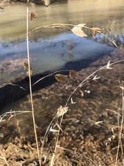 Chasmanthium latifolium