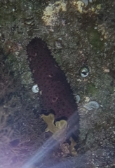 Holothuria sanctori