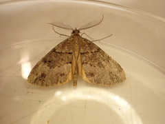 Pseudocoremia productata