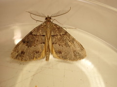 Pseudocoremia productata