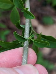 Forestiera