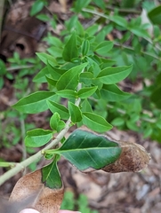 Forestiera