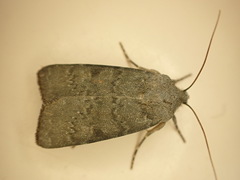 Ichneutica moderata