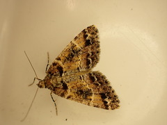 Pseudocoremia productata