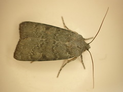 Ichneutica moderata