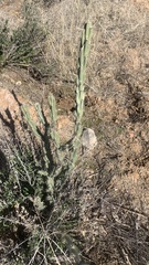 Cylindropuntia acanthocarpa