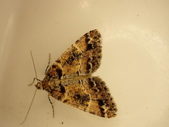 Pseudocoremia productata